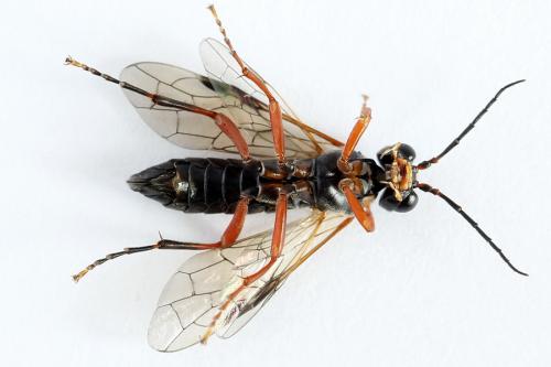 Tenthredo sp.